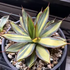 2026年最新】バーントバーガンディの人気アイテム - メルカリ