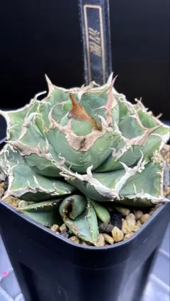 2026年最新】清櫻の人気アイテム - メルカリ