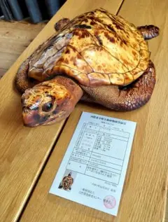 2026年最新】海亀の剥製の人気アイテム - メルカリ