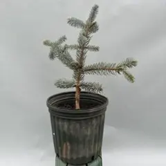 2026年最新】プンゲンスホプシーの人気アイテム - メルカリ