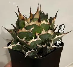 2026年最新】アガベ チタノタ ハデスの人気アイテム - メルカリ