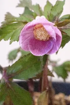 2026年最新】大木ナーセリーの人気アイテム - メルカリ