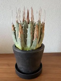 2026年最新】エボリスピナ ベアルートの人気アイテム - メルカリ