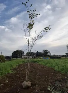 2026年最新】山採りアオハダの人気アイテム - メルカリ