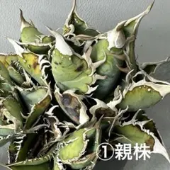 2026年最新】WTC アガベの人気アイテム - メルカリ