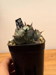 2026年最新】アガベ ブラック&ブルーの人気アイテム - メルカリ