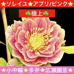 2026年最新】広瀬園芸の人気アイテム - メルカリ