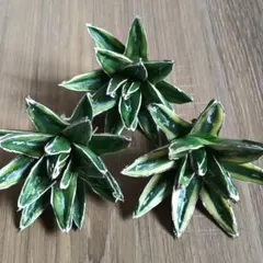 2026年最新】笹の雪 黄覆輪の人気アイテム - メルカリ