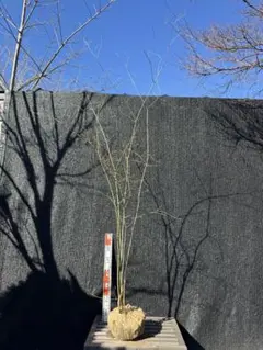 2026年最新】山採りの人気アイテム - メルカリ