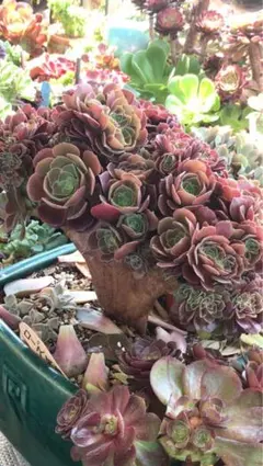 2026年最新】アエオニウム サラダボールの人気アイテム - メルカリ