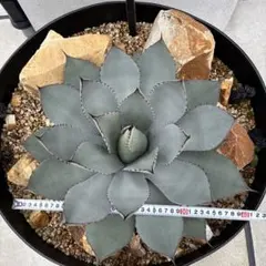 2026年最新】アガベ パリートランカータの人気アイテム - メルカリ