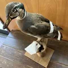 2026年最新】鴨 剥製の人気アイテム - メルカリ