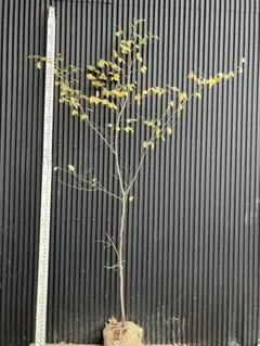 2026年最新】山採り ヤマコウバシの人気アイテム - メルカリ