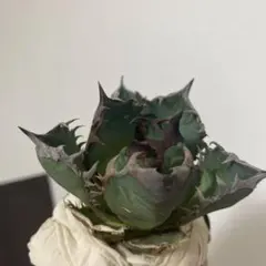 2026年最新】オアハカ アガベの人気アイテム - メルカリ