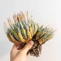 2026年最新】エボリスピナ ベアルートの人気アイテム - メルカリ