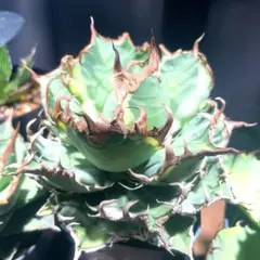 2026年最新】アガベ シーザー ocの人気アイテム - メルカリ