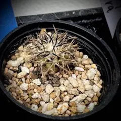 2026年最新】コピアポア グリセオビオラセアの人気アイテム - メルカリ