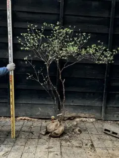 2026年最新】山採り ツツジの人気アイテム - メルカリ