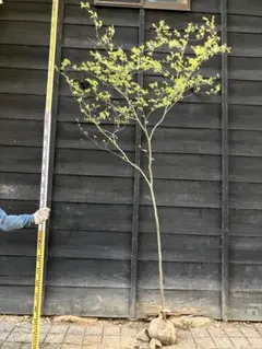 2026年最新】山採り もみじの人気アイテム - メルカリ