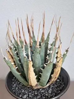 2026年最新】エボリスピナ 現地の人気アイテム - メルカリ