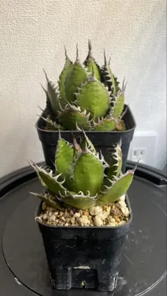 2026年最新】ホリダ 陽炎の人気アイテム - メルカリ