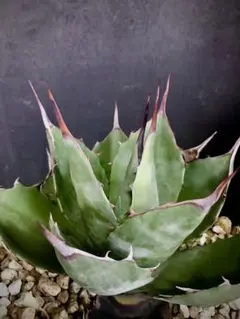 2026年最新】アガベ ブルーブライアンの人気アイテム - メルカリ