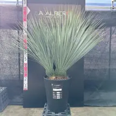 2026年最新】ロストラータ ブルーの人気アイテム - メルカリ