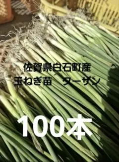 2026年最新】ターザン 苗の人気アイテム - メルカリ