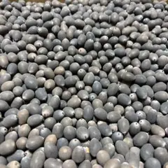 2026年最新】大賀ハスの種の人気アイテム - メルカリ