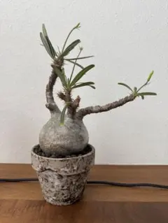 2026年最新】パキポディウムグラキリス 現地球の人気アイテム - メルカリ