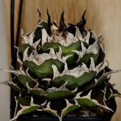 2026年最新】アガベ牛魔王の人気アイテム - メルカリ