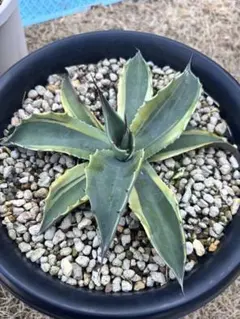 2026年最新】アガベオルカの人気アイテム - メルカリ