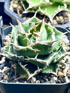 2026年最新】Cj plantsの人気アイテム - メルカリ