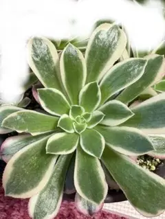 2026年最新】雨花石 アエオニウムの人気アイテム - メルカリ