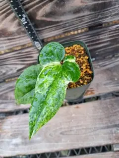 2026年最新】カンアオイ斑入りの人気アイテム - メルカリ