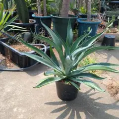 2026年最新】デスメティアーナの人気アイテム - メルカリ