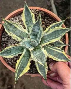 2026年最新】サブシンプレックスの人気アイテム - メルカリ