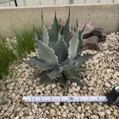 2026年最新】アガベ コロラータ ハイブリッドの人気アイテム - メルカリ