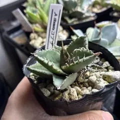 2026年最新】毒蛇 アガベの人気アイテム - メルカリ