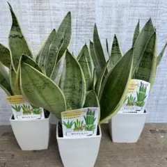 2026年最新】スノーホワイト サンスベリアの人気アイテム - メルカリ