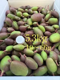 2026年最新】摘果マンゴーの人気アイテム - メルカリ