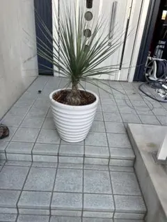 2026年最新】ボーカルネアグラキリスの人気アイテム - メルカリ