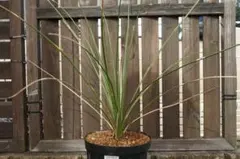 2026年最新】ダシリリオンの人気アイテム - メルカリ