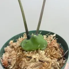 2026年最新】レカノプテリスの人気アイテム - メルカリ