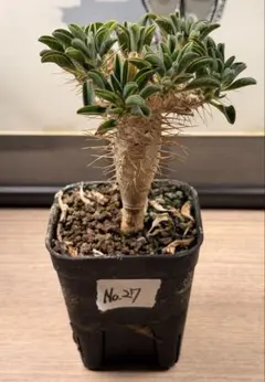 2026年最新】ギラウミニアナ 実生の人気アイテム - メルカリ