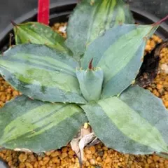 2026年最新】アガベ パリー 姫吉祥天の人気アイテム - メルカリ