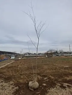 2026年最新】アオダモ 株立ちの人気アイテム - メルカリ