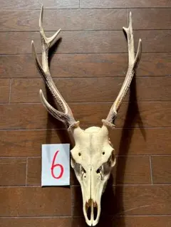 2026年最新】蝦夷鹿 頭蓋骨の人気アイテム - メルカリ