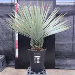 2026年最新】ロストラータ ブルーの人気アイテム - メルカリ