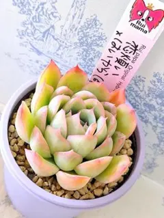 2026年最新】ルイパパさん苗の人気アイテム - メルカリ